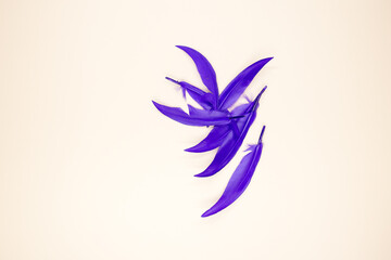 Fototapeta premium Beautiful decorative featherson a beige background . Close up.