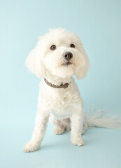 Cute white maltese dog posing on blue background.