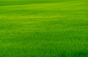 Fototapeta na wymiar Rice plantation. Green rice paddy field. Organic rice farm. Rice growing agriculture. Green paddy field. Fullframe of green grass in agriculture field. Farm land. Land plot. Asian staple food.