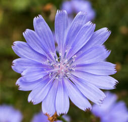 chicory flowers