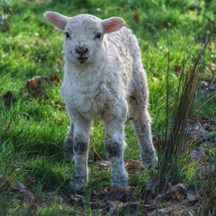 Obraz premium Young Lamb