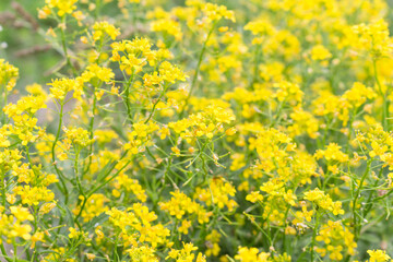 yellow flowers