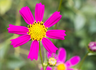 Fototapeta premium cosmos flowers..