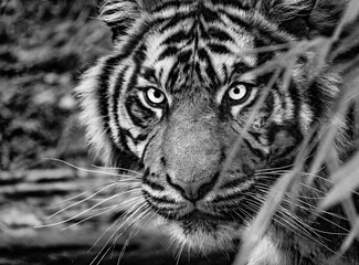 portrait of a tiger