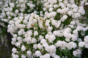 Bush Vanhoutte spirea. Spring blooming shrub with many white flowers - Spirea, general view. Also...