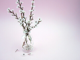       Beautiful white flowers, Spring concept.               