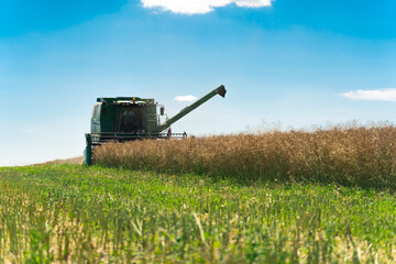 Fototapeta premium combine harvester picking up rapeseed on a sunny day, good prosperity concept. High quality photo