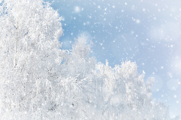 White birches are covered with frost and snow. Beauty is in nature. Winter background frosty landscape. Snowfall concept.