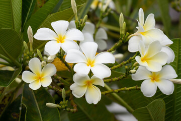 Naklejka premium White Frangipani flower Plumeria alba with green leaves