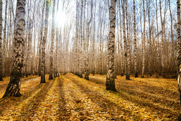 Obraz premium Autumn birch grove, illuminated by the bright sun. A colorful forest landscape of white birches with yellow leaves. The blinding sun. Seasonal weather in the forest or in the park.