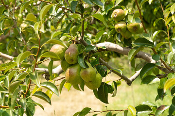 Group of pear with branch and green leafs.