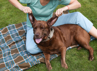 A woman and a dog. The woman's hands hold the retriever by the ears. A woman is playing with her dog.