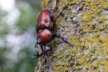 Japanese rhinoceros beetle (Trypoxylus dichotomus) male in Japan
