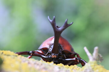Japanese rhinoceros beetle (Trypoxylus dichotomus) male in Japan