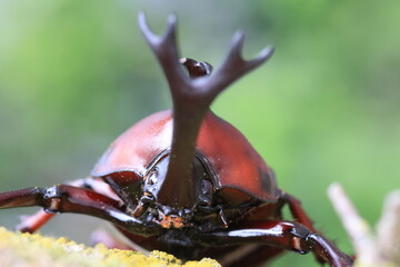Japanese rhinoceros beetle (Trypoxylus dichotomus) male in Japan