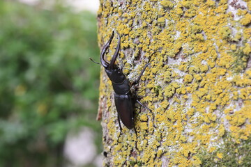 Japanese red stag beetle (Prosopocoilus inclinatus) in Osaka, Japan