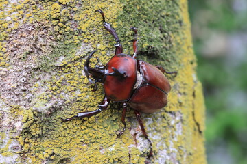 Japanese rhinoceros beetle (Trypoxylus dichotomus) male in Japan