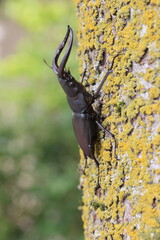 Japanese red stag beetle (Prosopocoilus inclinatus) in Osaka, Japan