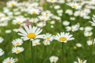 Summer field full of white daisies flower