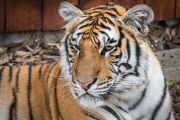 Portrait of tiger lying on the ground.