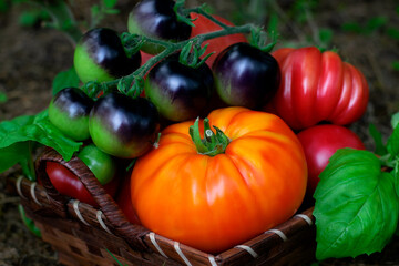 Assorted farm tomatoes of different sorts in the basket. Orange colored, black cherry and red ridged tomato. Ripe harvest