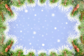 Frame of snow-covered spruce branches on a blue background. Winter theme.