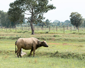 Buffalo The buffalo is bound in every green grass. to eat grass in that area There was dry mud on the body.