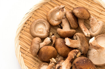 生椎茸のアップ画像
