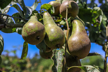 Fruits of conference pear. Conference pear is an autumn cultivar (cultivated variety) of the European pear (Pyrus communis).