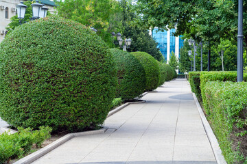 Pedestrian sidewalk in park area with leafy privet bushes and green lawn. Park with shrubs, green lawns and lanterns at town. - obrazy, fototapety, plakaty