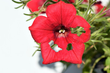 Red surfinia flower bitten by pests