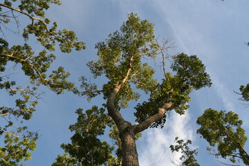 sun shining through trees