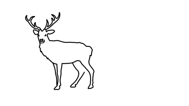 Barasinga deer Sketch and 2d animated