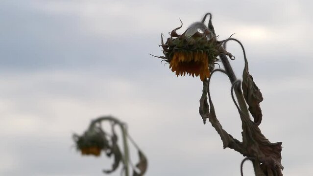 Drought with dry and withered sunflowers in extreme heat periode with hot temperatures and no rainfall due to global warming causes crop shortfall with water shortage on agricultural sunflower fields