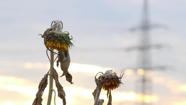 Drought with dry and withered sunflowers in extreme heat periode with hot temperatures and no rainfall due to global warming causes crop shortfall with water shortage on agricultural sunflower fields