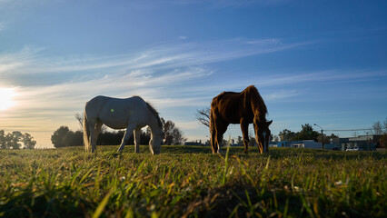 Naklejka na ściany i meble Horses in the field with the sunset in the background