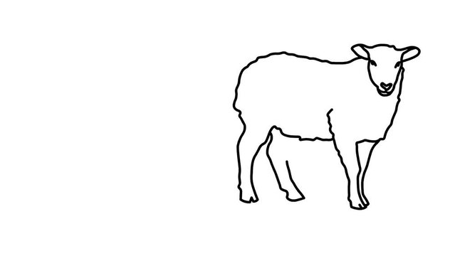 lamb Sketch and 2d animation