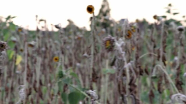 Drought with dry and withered sunflowers in extreme heat periode with hot temperatures and no rainfall due to global warming causes crop shortfall with water shortage on agricultural sunflower fields