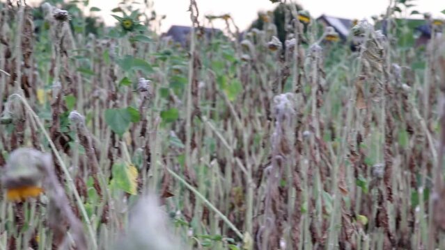 Drought with dry and withered sunflowers in extreme heat periode with hot temperatures and no rainfall due to global warming causes crop shortfall with water shortage on agricultural sunflower fields