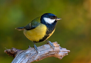 Great Tit