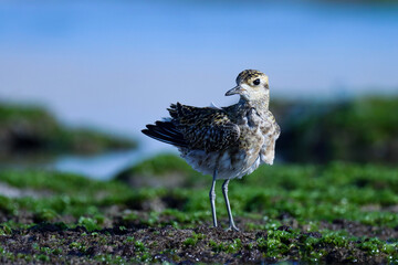 Pacific golden plover. Pluvialis fulva. Natural background. Bird background.