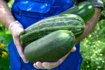 Man's hands holding a crop of green zucchini squash