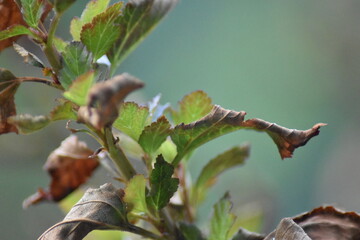 Von der Sonne verbrannte Blätter - Blasenspiere (Physocarpus opulifolius)