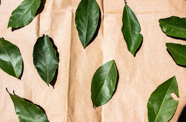 Drying Mediterranean bay leaves on a sheet under summer sun
