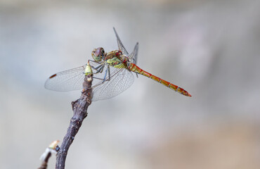 dragonfly