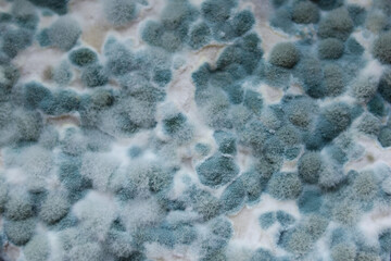 Texture of mold close-up food. Concept of microbiology and dangerous fungus