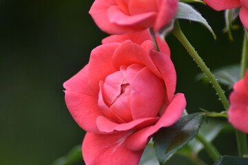 Rosa blühende Rose