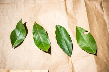 Drying Mediterranean bay leaves on a sheet under summer sun