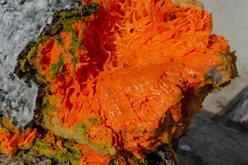 Mold on a rotten pumpkin. Bright orange pumpkin close-up