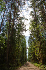 Vertical photo of a summer forest and a dirt road in it. Travel concept